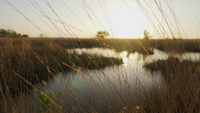 Gras, das sich im Wind durch eine kleine Brise während des Sonnenuntergangs bewegt