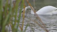 Swan On The Water