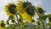 Close-up on the back of beautiful sunflowers with stingless bees.
