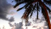 Palm with beautiful sky