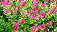 Red Madagascar Periwinkle, Rose Periwinkle and Green Grass