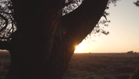 Coucher de soleil dans la nature derrière un arbre