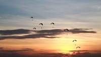 Grupp av fallskärms- eller paramotorfluga under solnedgång