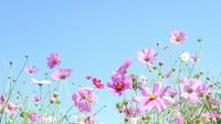 Beautiful Purple Cosmos Flowers