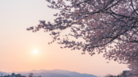 Sakura floresce com o sol