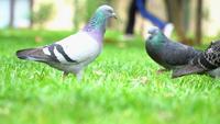 Pigeons on The Green Grass