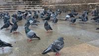 Pigeons Walking Around