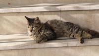 Gato malhado está esticando e descansando nas escadas