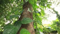 Green Leaves on a Tree