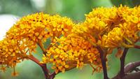 Bouquet de flores amarelas de Asoka em plena floração