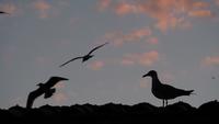 Silhouetten van meeuwen op een dak