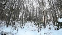 Snowy Forest at Bolu, Turkey